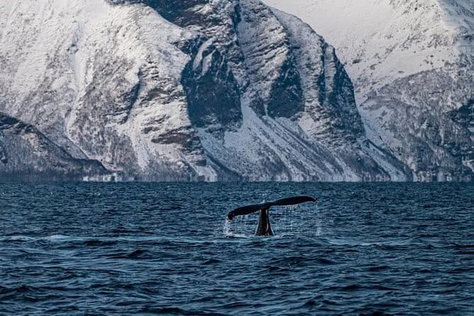 Enjoy Tromsø's Arctic Scenery