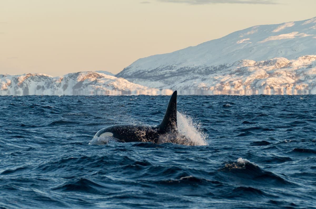 Whale Watching to Your Nordic Holiday